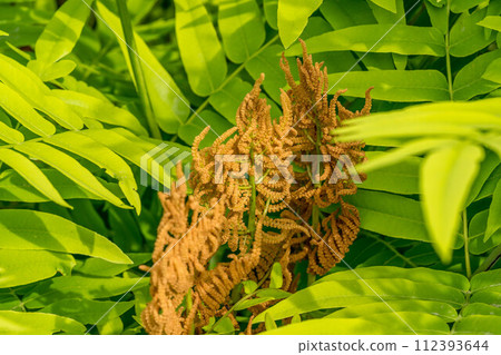 春天的陽光和不斷增長的主發條 112393644