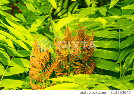 春天的陽光和不斷增長的主發條 112393645