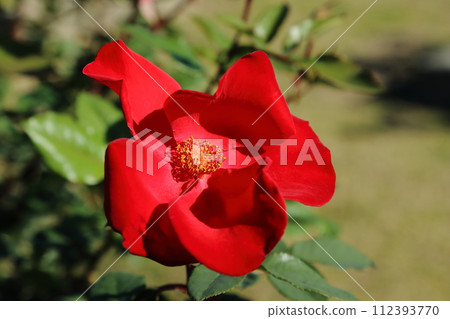 Arao City Ominous Citizen Flower Bed Rose Flower, Arao City Ominous Citizen Flower Bed Rose Flower, 112393770