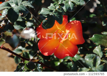 荒尾市少女公民花壇玫瑰花, 荒尾市少女公民花壇玫瑰花, 112393785