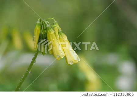 Oxalis bud wet in the rain Oxalis bud wet in the rain 112393906