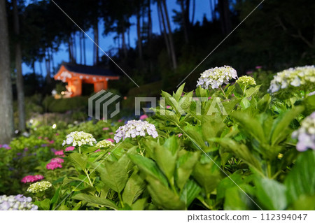 Hydrangea at Mimuroto Temple 112394047
