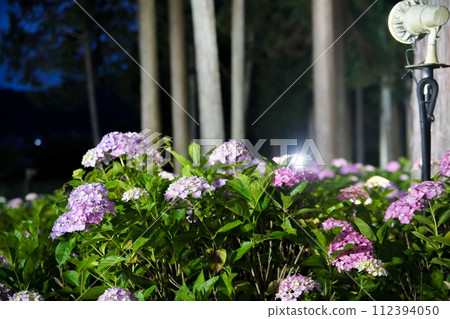 Hydrangea at Mimuroto Temple 112394050