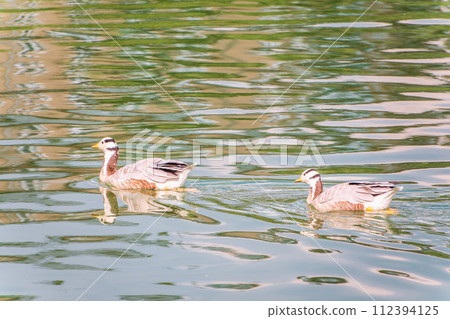 Two Bar headed gooses swimming in a lake. 112394125