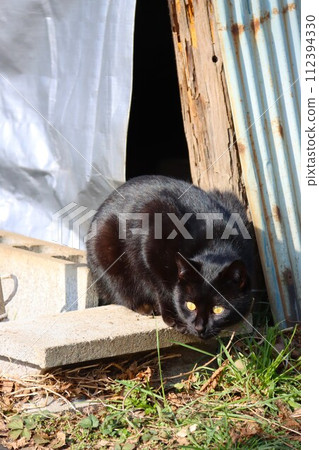 A scene of a black cat living in a shed in the Satoyama village of Moroyama Town. 112394330