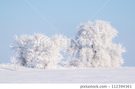 trees covered with thick frost against the blue sky on a frosty day trees covered with thick frost against the blue sky on a frosty day 112394361