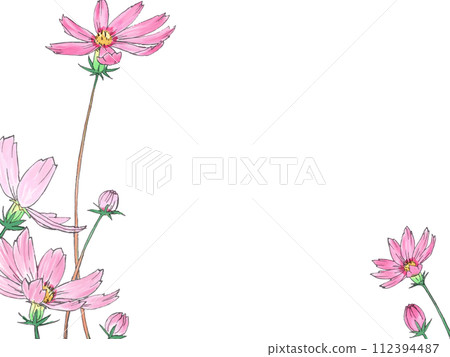 Cosmos flowers hand drawn watercolor illustration 112394487