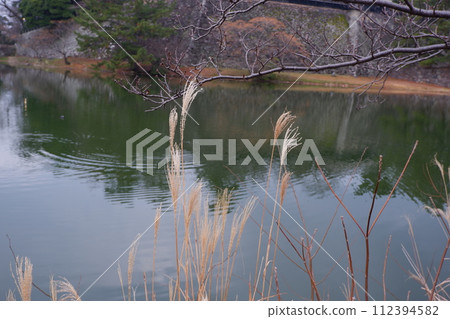 潘帕斯草和護城河 112394582