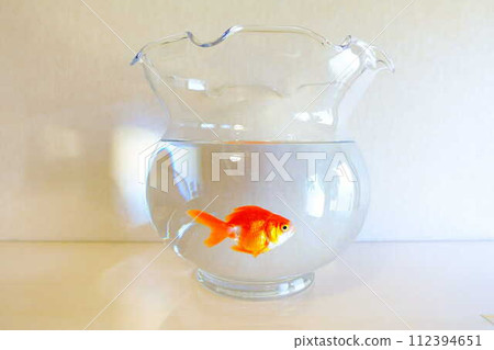 金魚 金魚 魚 夏季 日本 日本 112394651