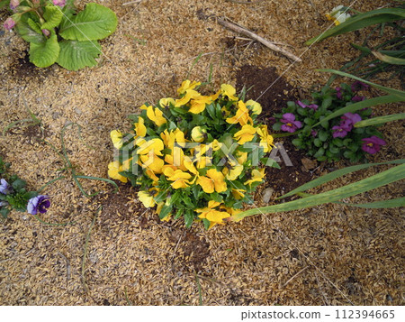 Flower telling the arrival of spring 112394665