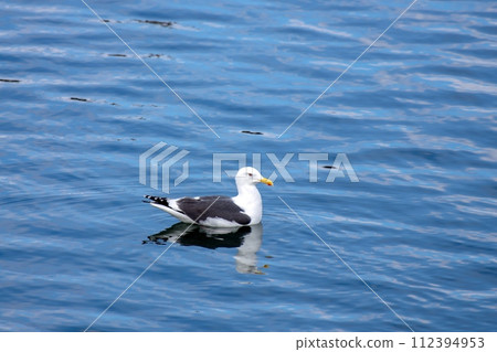 Great black-backed gull on the Kushiro River Great black-backed gull on the Kushiro River 112394953