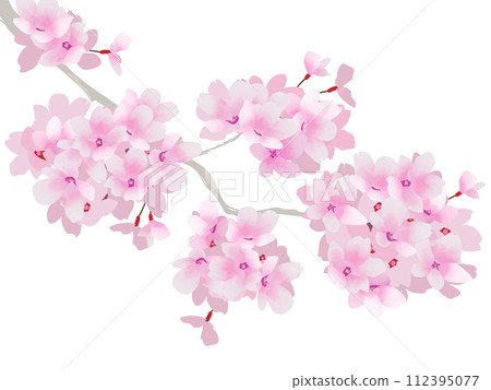 美麗的粉紅色櫻花插畫 112395077