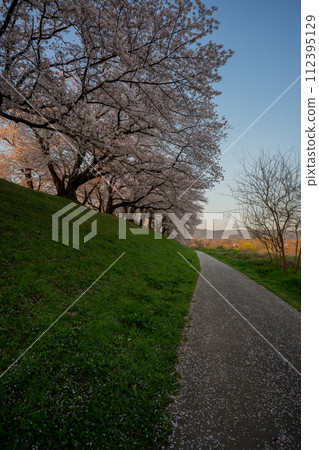 Early morning photo of cherry blossoms on the Sewari Embankment in full bloom in spring in Yawata City, Kyoto Prefecture 112395129