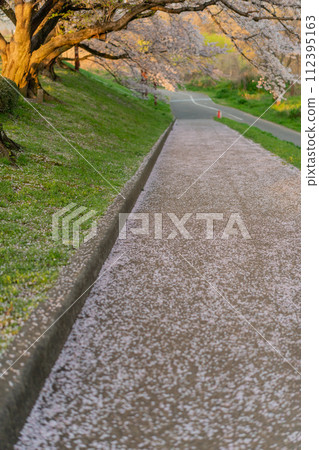 Early morning photo of cherry blossoms on the Sewari Embankment in full bloom in spring in Yawata City, Kyoto Prefecture Early morning photo of cherry blossoms on the Sewari Embankment in full bloom in spring in Yawata City, Kyoto Prefecture 112395163