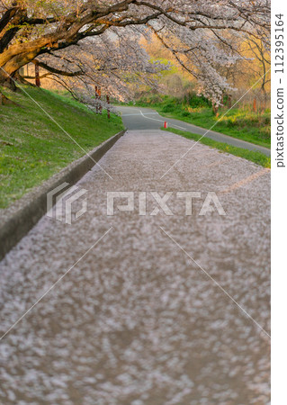 Early morning photo of cherry blossoms on the Sewari Embankment in full bloom in spring in Yawata City, Kyoto Prefecture Early morning photo of cherry blossoms on the Sewari Embankment in full bloom in spring in Yawata City, Kyoto Prefecture 112395164