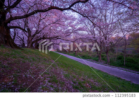 京都府八幡市瀨割堤堤岸櫻花盛開的清晨照片 112395183