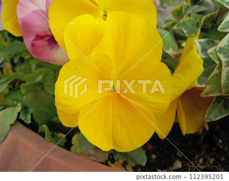 Yellow viola flowers Yellow viola flowers 112395201