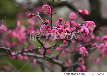 Chienagishi Redmei 112395231