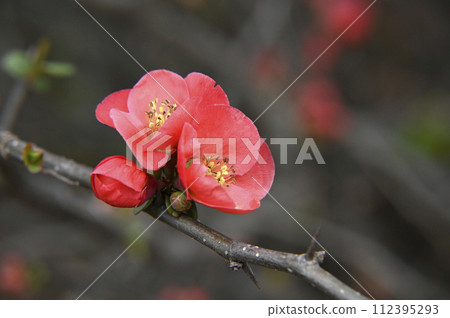Red blurred flowers 112395293