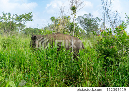 An elephant grazed in the long green grass. 112395629