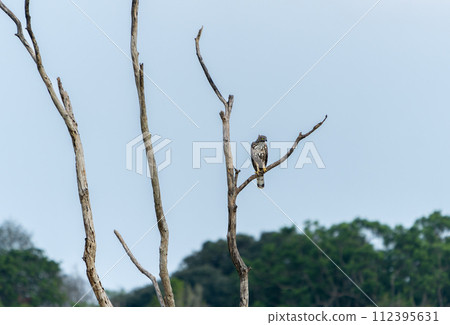 A Changeable Hawk-Eagle (Nisaetus cirrhatus ceylanensis) stands on a dry branch. 112395631