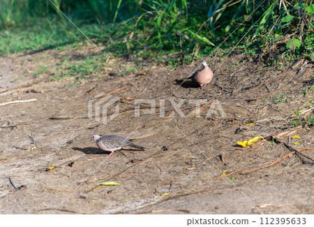 There are two Spotted Dove ( Spilopelia chinensis ) on the prairie land. There are two Spotted Dove ( Spilopelia chinensis ) on the prairie land. 112395633
