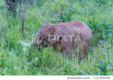 An elephant grazed in the long green grass. 112395640