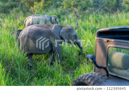 Elephants grazing freely in the grassland. 112395645