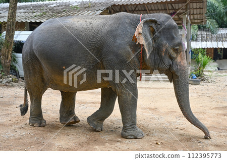 An adult elephant walks through the territory of an elephant farm An adult elephant walks through the territory of an elephant farm 112395773