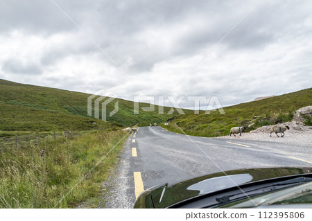 Single Track Road With Sheep walking on it Single Track Road With Sheep walking on it 112395806