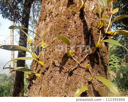 Close-up photo of wild orchid climbing on a tree trunk Close-up photo of wild orchid climbing on a tree trunk 112395809