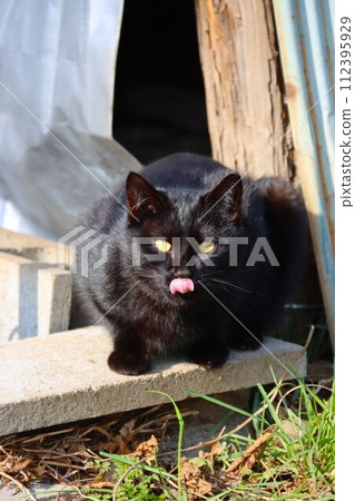 A black cat in Satoyama looks cutely with its tongue out in front of a storage shed. 112395929