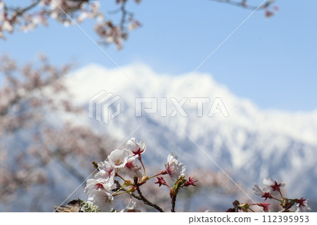 北阿爾卑斯山的櫻花和芝岳 112395953