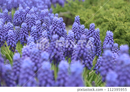 Muscari flowers in full bloom Muscari flowers in full bloom 112395955