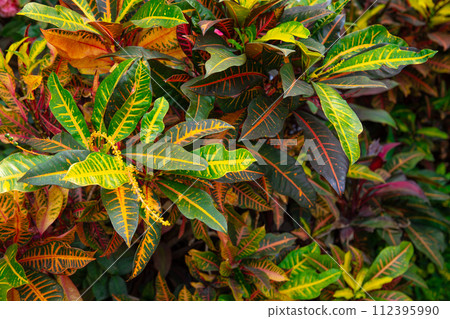 Background with croton leaves of different colors. 112395990