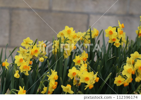Yellow daffodil flowers blooming in the garden in early spring 112396174