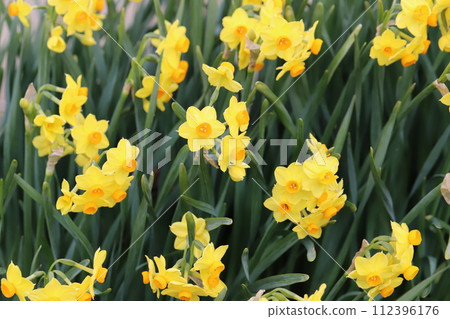 Yellow daffodil flowers blooming in the garden in early spring 112396176