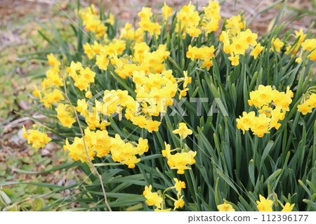 早春花園裡盛開的黃色水仙花 112396177