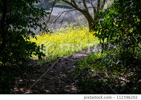 春天的風光搖曳的油菜花的春天風景 112396202