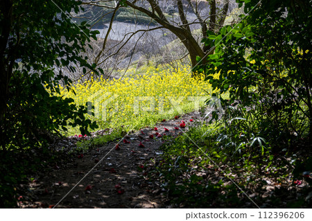 Spring scenery of spring rape blossoms swaying in the wind Spring scenery of spring rape blossoms swaying in the wind 112396206