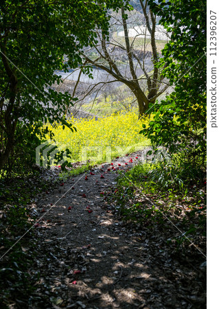 Spring scenery of spring rape blossoms swaying in the wind Spring scenery of spring rape blossoms swaying in the wind 112396207