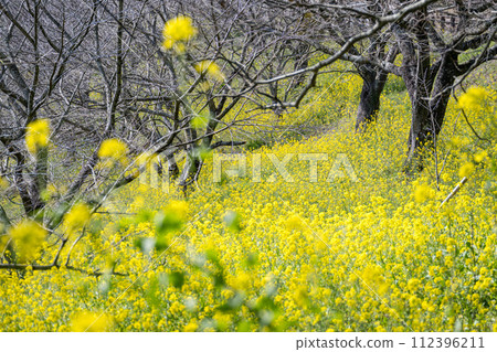 Spring scenery of spring rape blossoms swaying in the wind 112396211