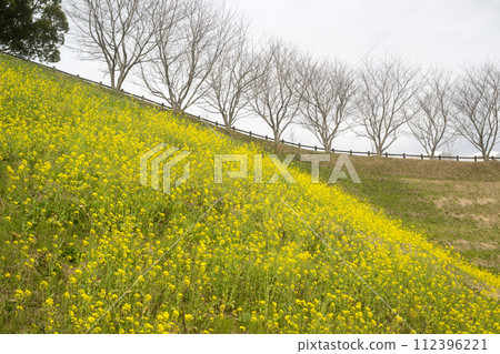 Spring scenery of spring rape blossoms swaying in the wind Spring scenery of spring rape blossoms swaying in the wind 112396221
