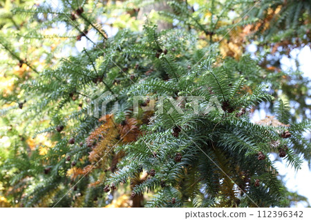 Cones and young leaves of Koyozan Cones and young leaves of Koyozan 112396342