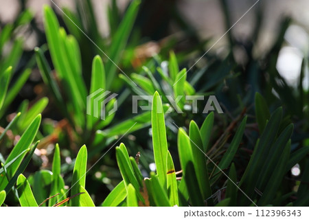 Lakanmaki leaves Lakanmaki leaves 112396343