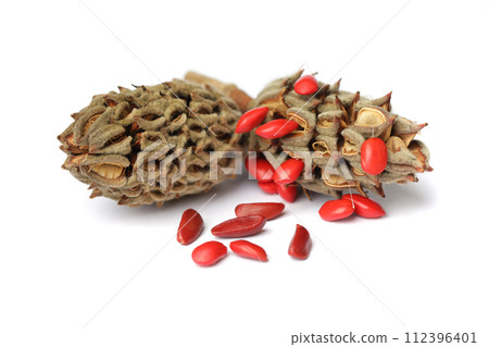 Magnolia tree cone fruit with ripe red seeds on white background 112396401