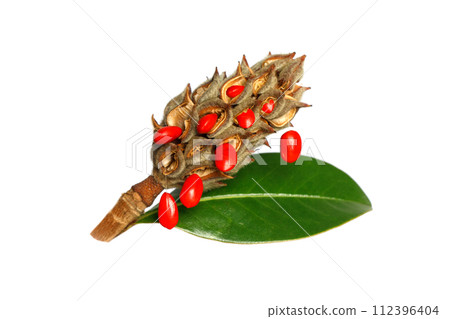 Magnolia Grandifora fruits cone with green leaf and red seeds on white background 112396404