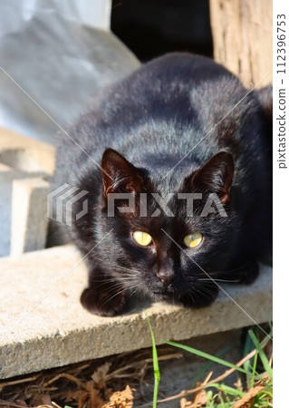 里山的一隻黑貓在儲藏室前可愛地看著 里山的一隻黑貓在儲藏室前可愛地看著 112396753