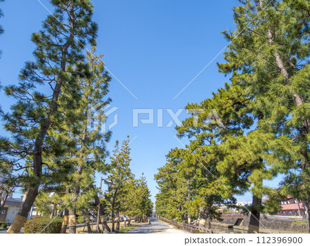 Rows of pine trees and blue sky at Soka Matsubara, a nationally designated scenic spot (Soka City, Saitama Prefecture) Rows of pine trees and blue sky at Soka Matsubara, a nationally designated scenic spot (Soka City, Saitama Prefecture) 112396900