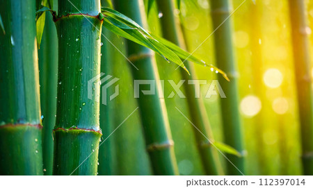 Bamboo forest in morning. Closeup beautiful view of nature green bamboo on greenery blurred background with sunlight and copy space Bamboo forest in morning. Closeup beautiful view of nature green bamboo on greenery blurred background with sunlight and copy space 112397014
